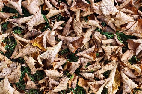 Autumn Leaves Grass · Free Photo On Pixabay