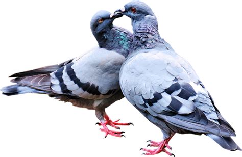 Tube Oiseaux Pigeons Png Couple Amour Birds Png