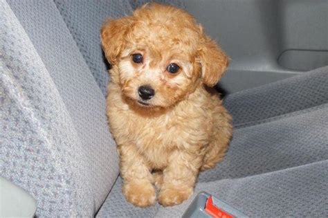 Beautifull Apricot Toy Poodle Male Puppy 8 Weeks Old For Sale In