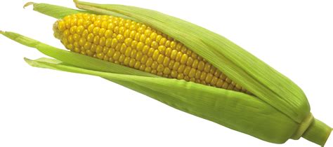 Corn Png 19 Free Cliparts Download Images On Clipground 2020
