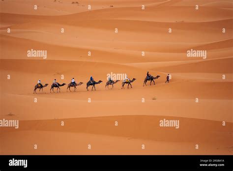 Camels in Sahara Morocco: Experience desert journeys atop these gentle