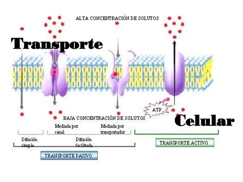 Que Es El Transporte De La Membrana Celular Image To U