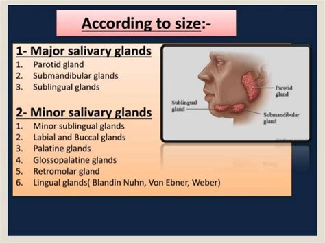 Salivary Glands
