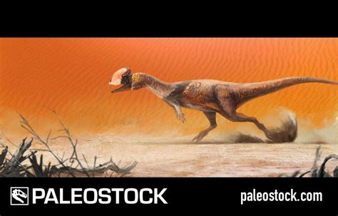 Dilophosaurus On The Run Stock Image Studio 252mya