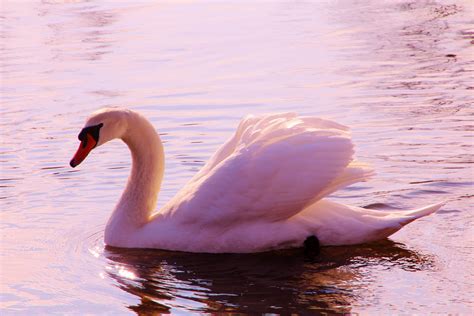 Beautiful Swan Foto And Bild Tiere Wildlife Fotos Bilder Auf