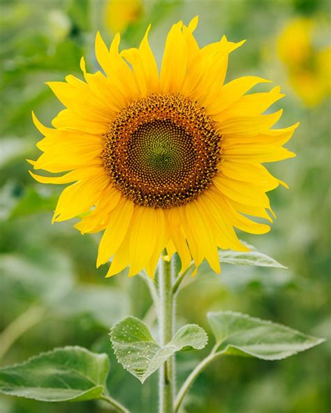Check out our sunflower arrangements today!. History and Meaning of Sunflowers - ProFlowers Blog