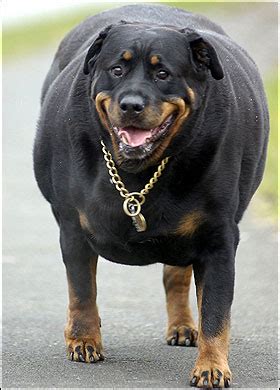 — choose a quantity of cute fat dogs. Fat dogs One Treat Too Many - Pets Cute and Docile