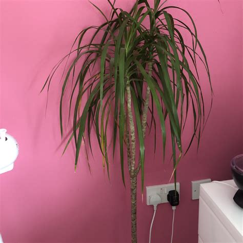 Does Anyone Know What Plant This I Got It From My Mum Recently But I