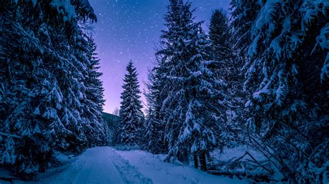 Free Download Download Wallpaper 2560x1440 Winter Forest Road Snow