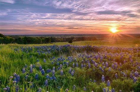 Texas Bluebonnets At Sunset Beautiful Nature Photography Secrets