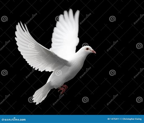 White Dove In Flight 1 Stock Image Image Of Faith Freedom 1475411