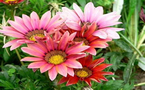 Gazania may be grown from seed sown early indoors and transplanted outside after frost, or sown directly in the garden. Gazania Flowers 2560x1600 : Wallpapers13.com
