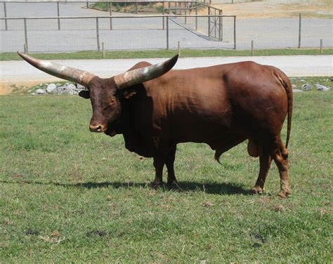 Ramaphosa first came to prominence in the 1980s as founder and promoter of the national union of. Ramaphosa Cows Price / Vastrap Boran Semen For Sale ...