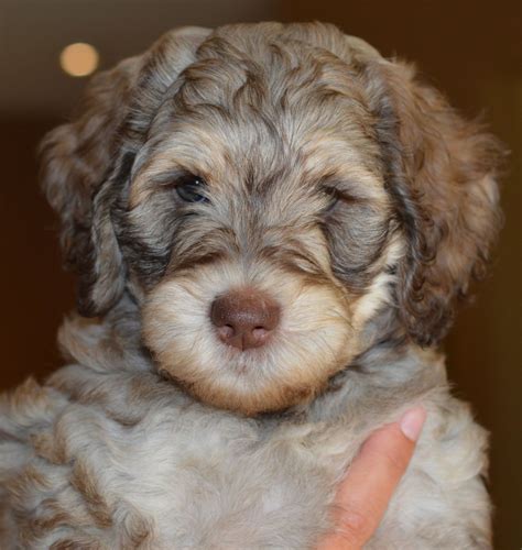 We do extensive dna testing to provide the healthiest puppies available. Australian Labradoodles Available Puppies | Australian ...