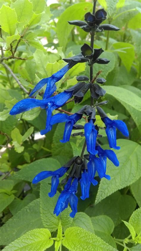 Salvia ‘black And Blue Guaranitica Victorian Salvia Study Group