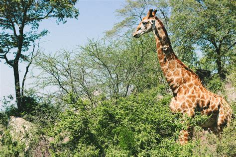 Giraffe At Kruger National Park South Africa Hd Wallpaper