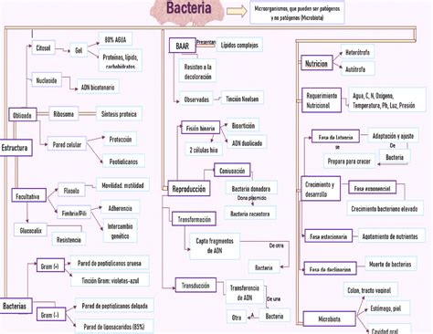 Mapa Conceptual Bacterias Microbiologia Medica Studocu