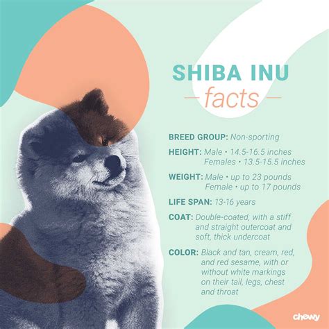 Shiba Inu Dog Breed Facts Temperament And Care Info