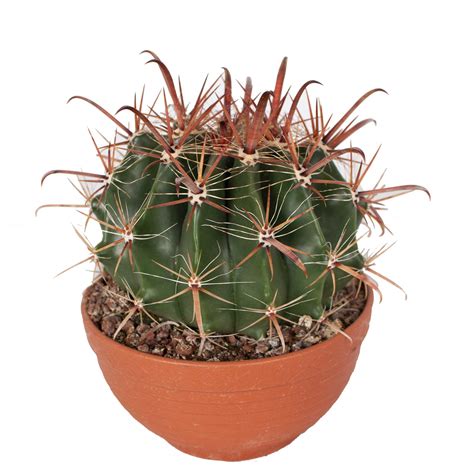 Metal, plastic, rubber, alloy, silicone. Cactus - Fishhook Barrel Cactus in een terracotta schaal ...