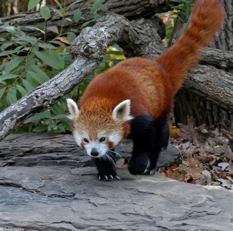 20 chinese red panda names. Red Panda (Ailurus fulgens); Image ONLY
