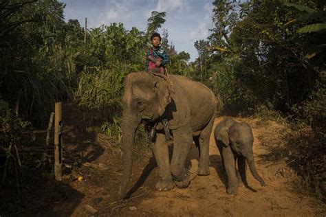 Unemployed Myanmars Elephants Grow Antsy And Heavier The New York
