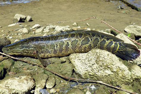Invasive Snakehead Fish Found In Georgia Georgia Wildlife Blog