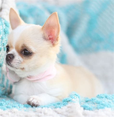 77 Purebred Teacup Chihuahua Puppies For Sale Picture