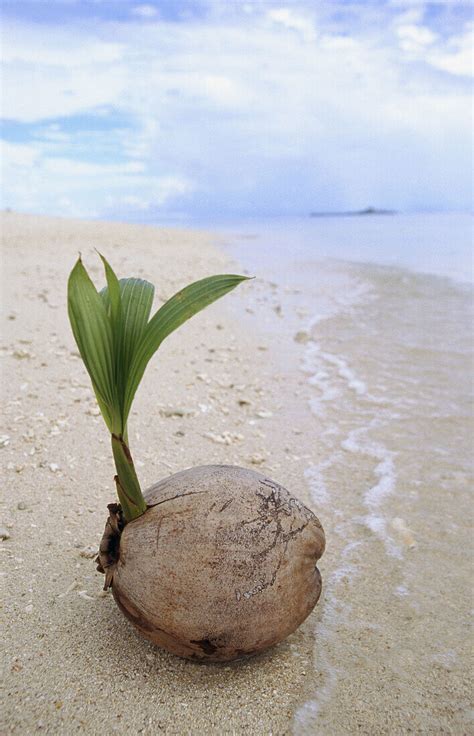 Sprouting Coconut Palm Cocos Nucifera License Image 70153280