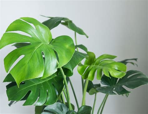 18 Large Low Light Houseplants To Bring Your Home To Life