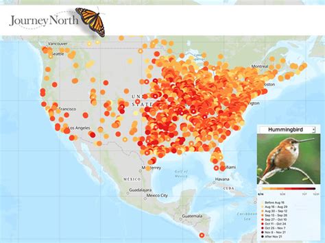 30 2018 Hummingbird Migration Map Online Map Around The World