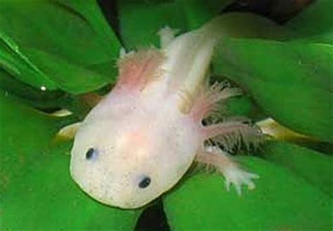 Happy Axolotl Shefalitayal