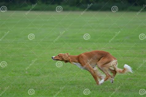 Saluki Male Puppy Running In The Field Stock Photo Image Of Fenced