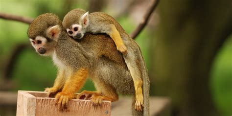 Squirrel Monkey Facts Animals Time