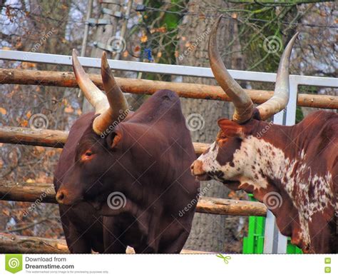 Ankole Watusi Stock Photo Image Of Farm Horns Watusi 80723556