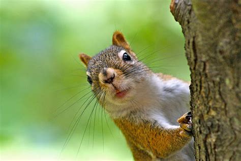 Cute Squirrel Stock Photos Pictures And Royalty Free Images Istock
