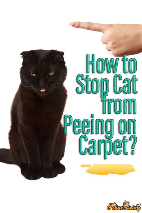 Complete Guide 101 On How To Stop Cat From Peeing On Carpet