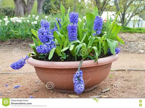 Blue Hyachinth Flowers In Pot Stock Photo Image Of