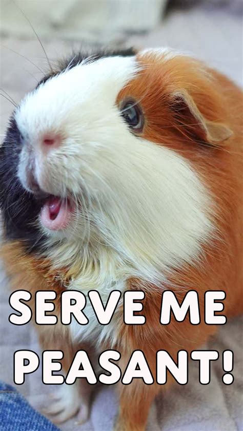Guinea Pig Sounds And Their Meanings Artofit