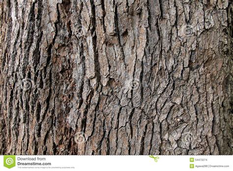 Tree Bark Background Texture Stock Photo Image Of Pine