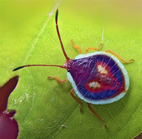 Free photo: Interesting Bug - Animal, Brown, Bug - Free Download - Jooinn