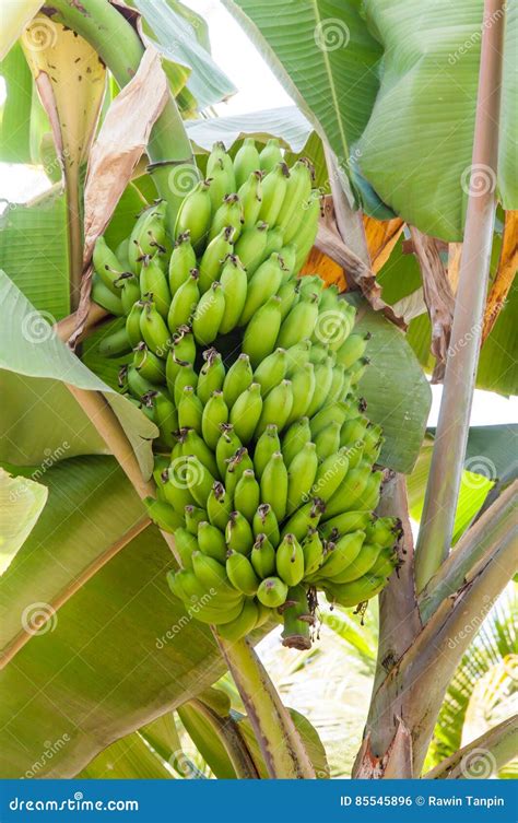 Bunch Of Ripening Green Apple Bananas On A Banana Tree In Big Island Of