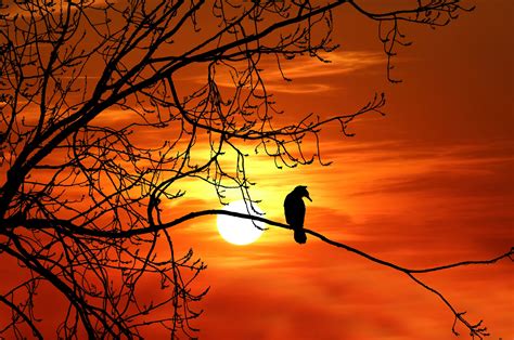 Bird Tree Sunset Silhouette Free Stock Photo Public Domain Pictures