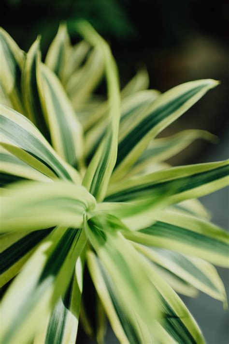 500 Green Plant Pictures Hd Download Free Images On Unsplash