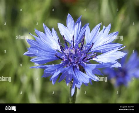 Cornflower Colours High Resolution Stock Photography And Images Alamy