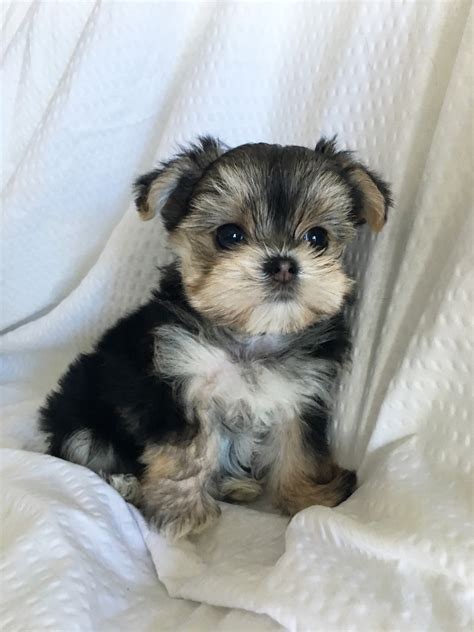Tiny Teacup Morkie Puppy For Sale California Winnie