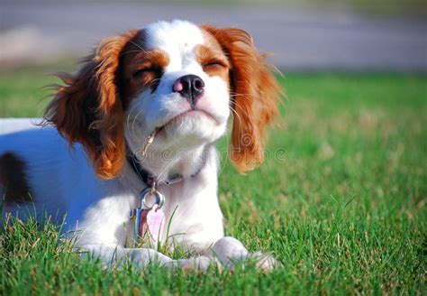 Cavalier King Charles Puppy With A Butterfly Stock Image Image Of