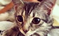 To do our part in making the world a better place for all unwanted cats. Save A Purrfect Cat Rescue