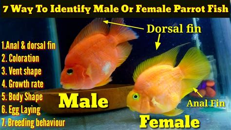 Are All Parrotfish Born Female All Answers