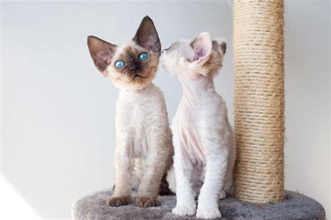 The Differences Between Male And Female Cats Catster