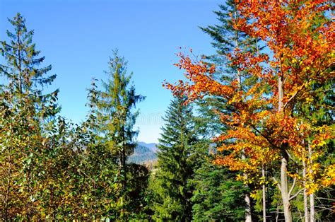 Mountain Autumn Landscape With Colorful Forest Stock Image Image Of